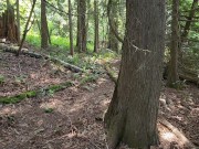 Four Pees on Four Trees 6/16