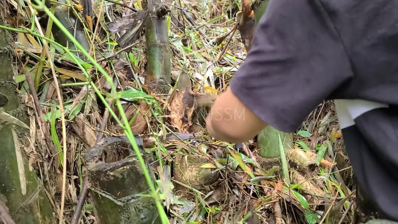 Pinay Outdoor Porn Harvest and Cooking Bamboo Shoots