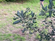 I suck a good cock in a wood and I swallow a lot of cum 1/16