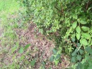 I suck a good cock in a wood and I swallow a lot of cum 3/16