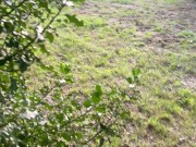 I suck a good cock in a wood and I swallow a lot of cum 4/16