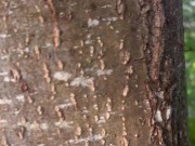 I suck a good cock in a wood and I swallow a lot of cum 7/16