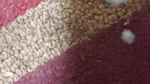 Yesterday Cumshot... Sunday