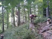 I masturbate and stick a dildo in my pussy while standing on a wooden stump 1/16