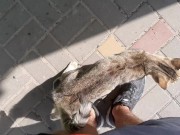 Cute cat at the store 10/16