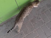 Cute cat at the store 12/16