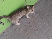 Cute cat at the store 14/16