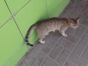 Cute cat at the store 15/16
