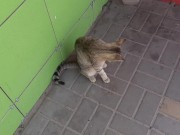 Cute cat at the store 16/16