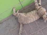 Cute cat at the store 4/16