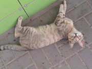 Cute cat at the store 5/16