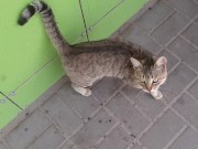 Cute cat at the store 6/16