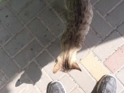 Cute cat at the store 7/16