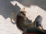 Cute cat at the store 9/16