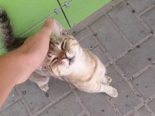 Cute cat at the store