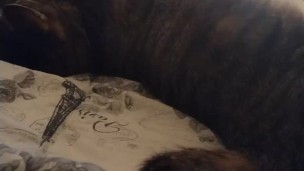 Cute Kitten Waking Up
