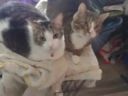 Two Cute Kittens Getting Jealous