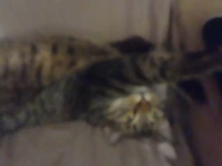 Adorable Kitten Waking Up