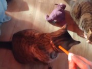 Kitty Play