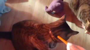Kitty Play