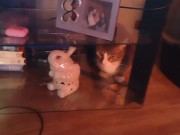 Cute girl playing with doggy and kittens
