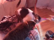 Sexy tattoo girl playing with her kittens
