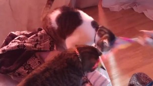 Sexy tattoo girl playing with her kittens