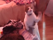 Girl playing with her kittens