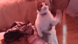 Girl playing with her kittens