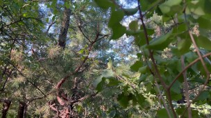 My girlfriend licked my pussy in the park while her boyfriend was setting up the tent