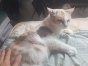 Malvina is a cute cat 10/16