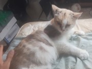 Malvina is a cute cat 11/16