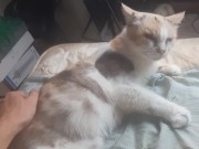 Malvina is a cute cat 12/16