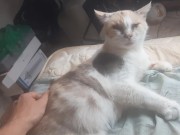 Malvina is a cute cat 13/16