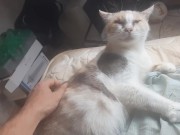 Malvina is a cute cat 14/16