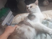 Malvina is a cute cat 15/16