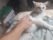 Malvina is a cute cat 16/16