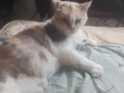 Malvina is a cute cat 2/16