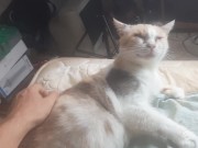 Malvina is a cute cat 3/16