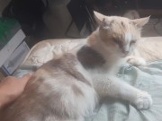 Malvina is a cute cat 4/16