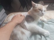 Malvina is a cute cat 5/16