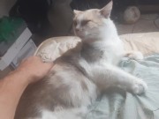 Malvina is a cute cat 6/16