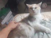 Malvina is a cute cat 7/16