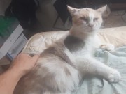 Malvina is a cute cat 9/16