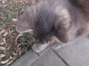 Super cute cat 10/16