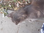 Super cute cat 11/16