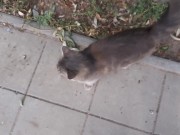 Super cute cat 12/16