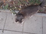 Super cute cat 14/16