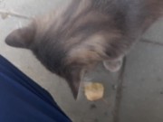 Super cute cat 16/16