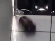 TikTok Trend Nude Reveal 15/16